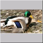 Anas platyrhynchos - Paarung 03.jpg